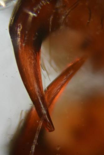 Réf. 241 624 : Trochosa robusta